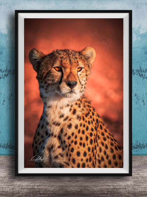 A cheetah with a reddish-orange background, its gaze directed off to the side.
