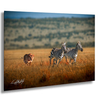 A group of zebras and a lion in a grassy field, with the lion walking towards the zebras.