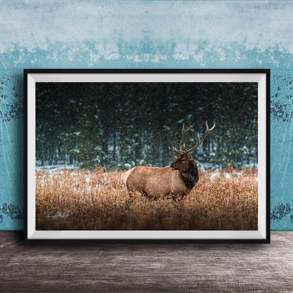 A brown elk with large antlers stands in a snowy field, surrounded by trees and snow-covered ground.