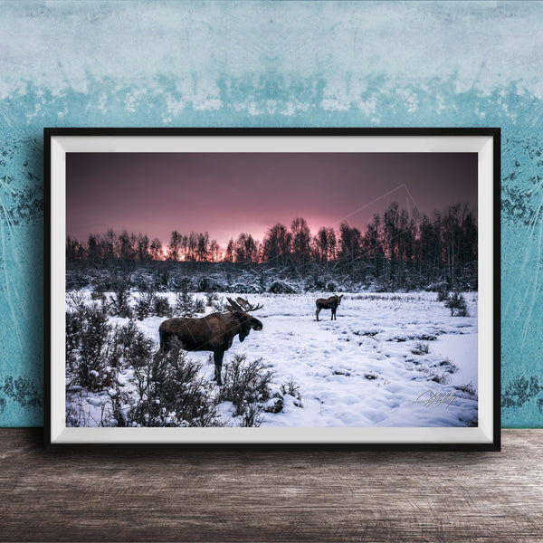 A framed photograph depicting two moose standing in a snowy field with a forest in the background, under a pink and purple sky.