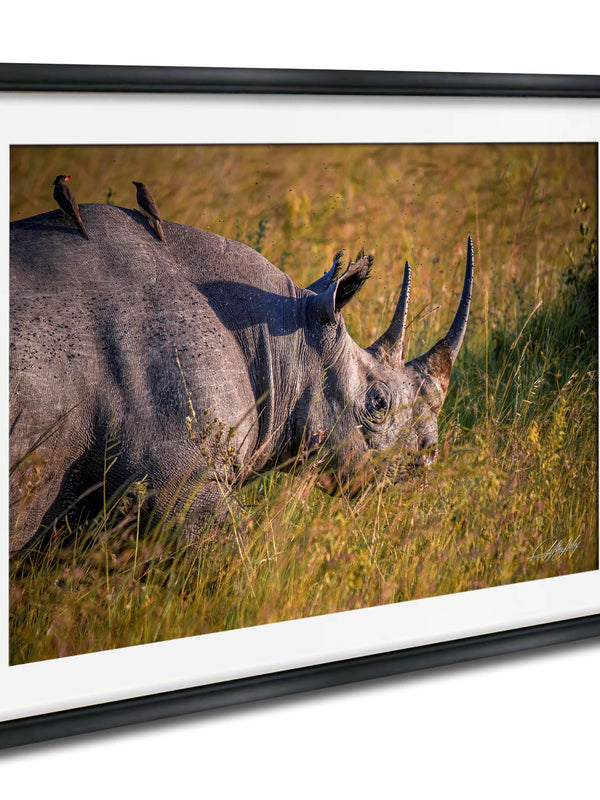 A rhinoceros standing in a grassy field with two birds perched on its back.
