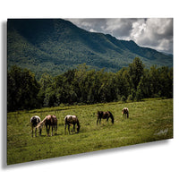 A group of horses grazing in a lush green field, with a majestic mountain range in the background under a cloudy sky.