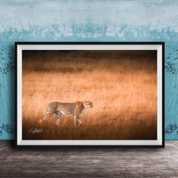 A cheetah is captured in motion, running across a field of tall grass.