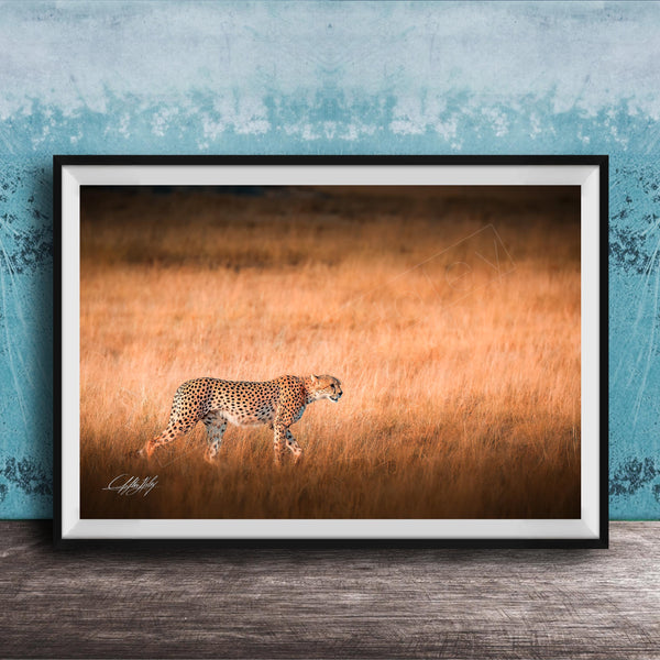 A cheetah is captured in motion, running across a field of tall grass.