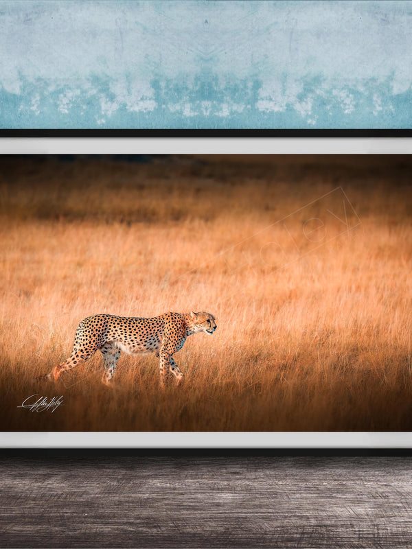 A cheetah is captured in motion, running across a field of tall grass.
