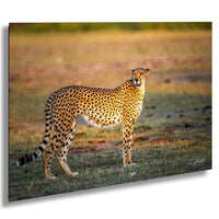 A cheetah stands in a grassy field, its spotted coat blending with the surroundings.