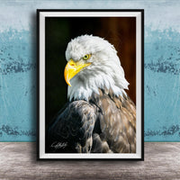 A framed photograph of a majestic bald eagle, its white head and tail feathers contrasting with its dark brown body and yellow beak.