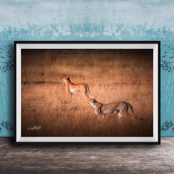 Two cheetahs walking through a grassy field.