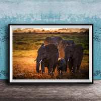 A group of elephants standing in a grassy field, with the sun setting in the background.