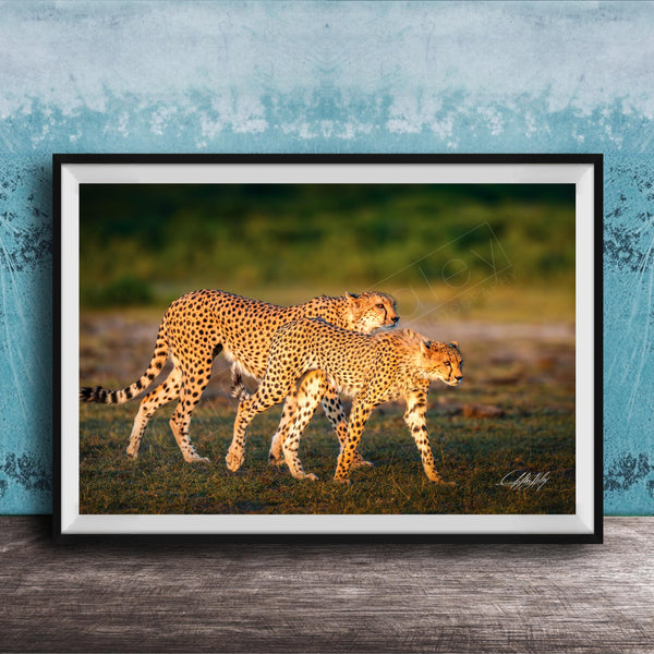 Two cheetahs walking together in a grassy field against a blue background.