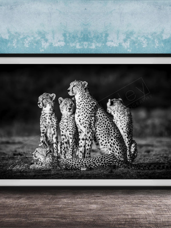 A group of five cheetahs, including two adult ones and three younger ones, standing together in a natural setting.