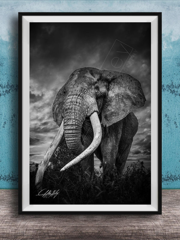 A majestic elephant stands tall in a grassy field, its large tusks and trunk prominently displayed against a dramatic cloudy sky.