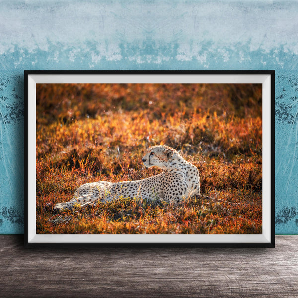 A cheetah resting in a field of orange and yellow grass, with a blue wall in the background.