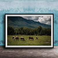A framed photograph depicting a group of horses grazing in a grassy field with mountains in the background.