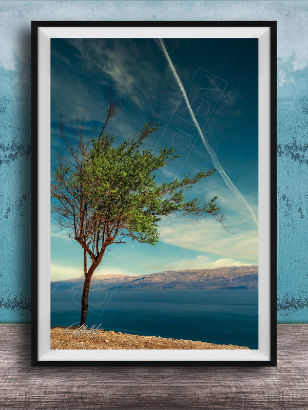 A lone tree stands on a rocky shore, overlooking a vast body of water under a clear blue sky.