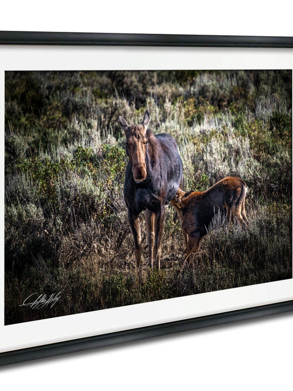 A mother moose and her calf standing in a grassy field with shrubs and trees in the background.