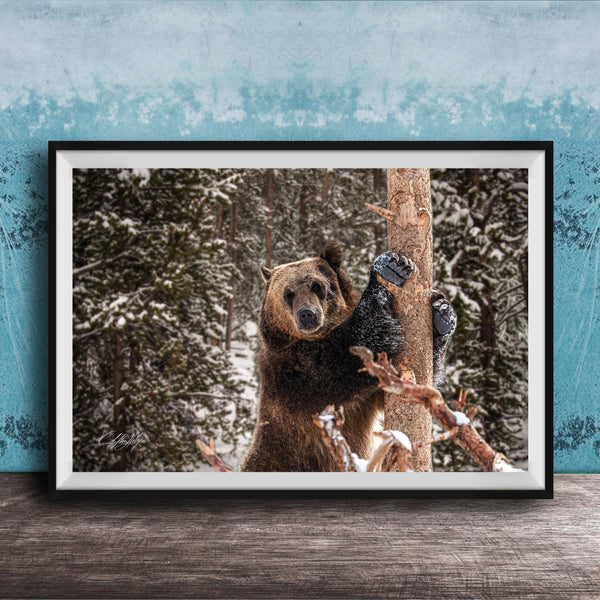 A large brown bear standing on a snowy branch in a forest, with a blue wall in the background.