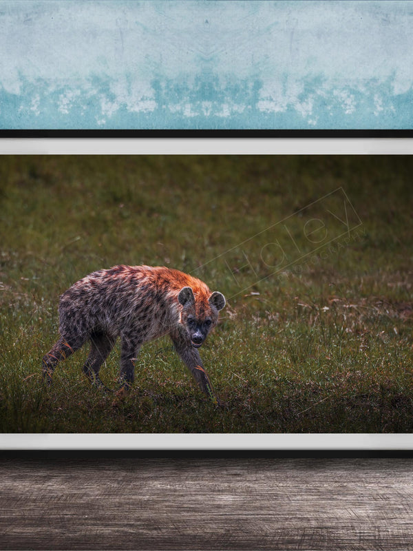 This fine art wildlife photograph captures a striking moment in the Maasai Mara, where a lone hyena pauses mid-step and meets the viewer with a powerful, unforgettable gaze. Often misunderstood, the hyena represents intelligence, resilience, and survival within the African safari ecosystem. This piece is perfect for collectors who appreciate raw, authentic wildlife moments and want to bring depth, character, and conversation into their home or office décor.