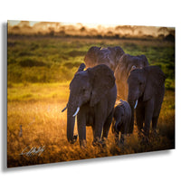 A family of elephants walking together in a grassy field during sunset.