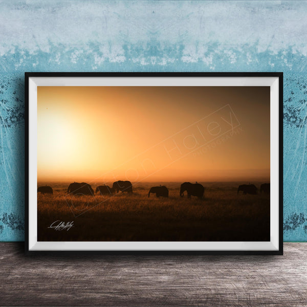 A framed photograph depicting a herd of elephants grazing in a field during a sunset.