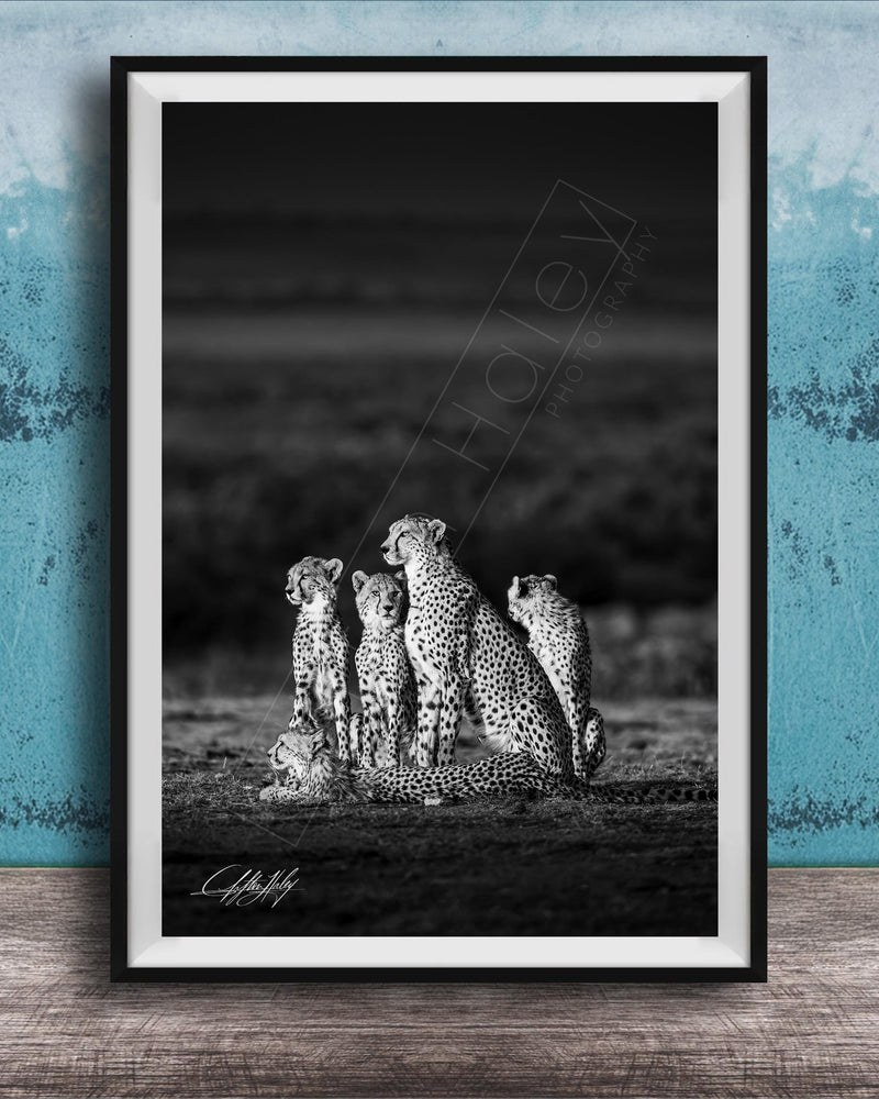 A group of five cheetahs sitting together in a field, with a blue wall in the background.