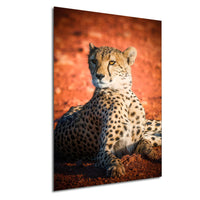 A cheetah resting on the ground against a red background.