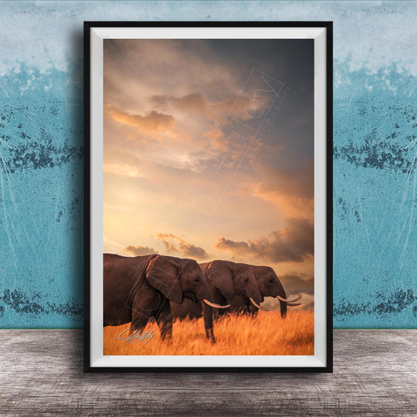 A framed photograph of two elephants walking through a field of tall grass, with a dramatic sky in the background.