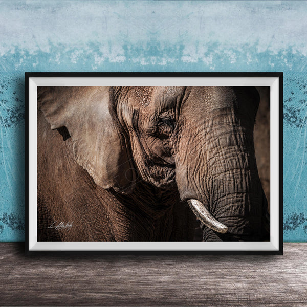 A close-up photograph of an elephant's face, with its large ears and tusks prominently featured against a blue textured background.
