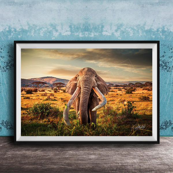 A large elephant with long tusks stands in a grassy field, facing the camera, with a mountainous landscape in the background.