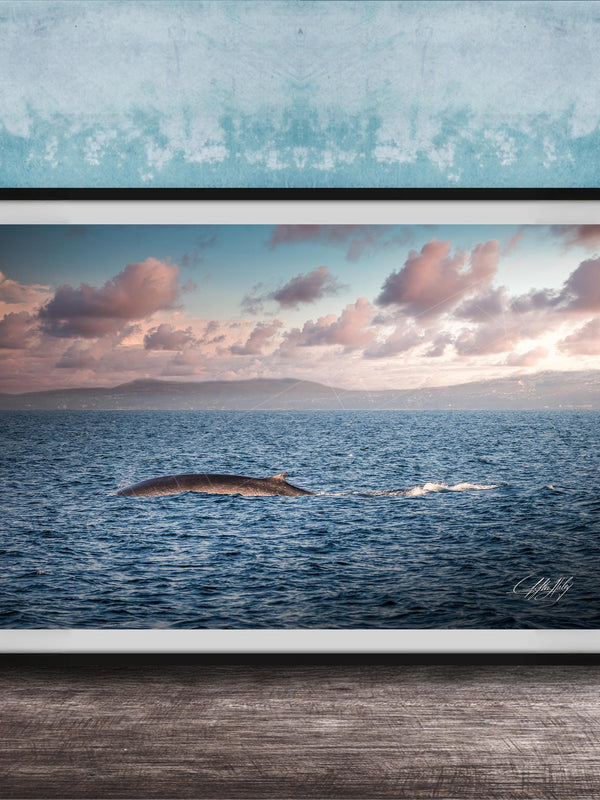 A framed photograph of a whale swimming in the ocean, with a beautiful sunset sky in the background.