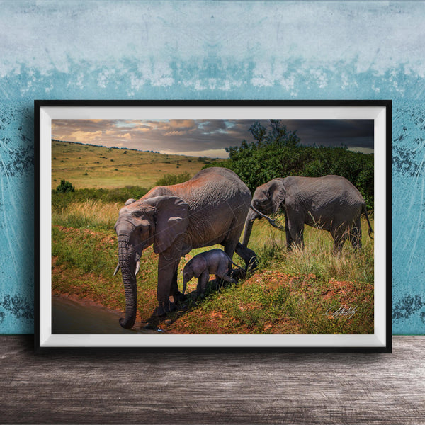 A framed photograph depicting a family of elephants in a natural setting, with a baby elephant standing in the grass near the adult elephants.