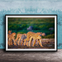 A group of cheetahs walking together in a grassy field, with a blue wall in the background.