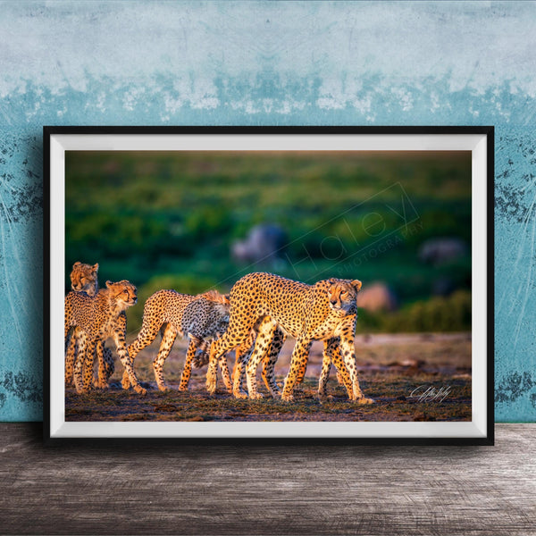 A group of cheetahs walking together in a grassy field, with a blue wall in the background.
