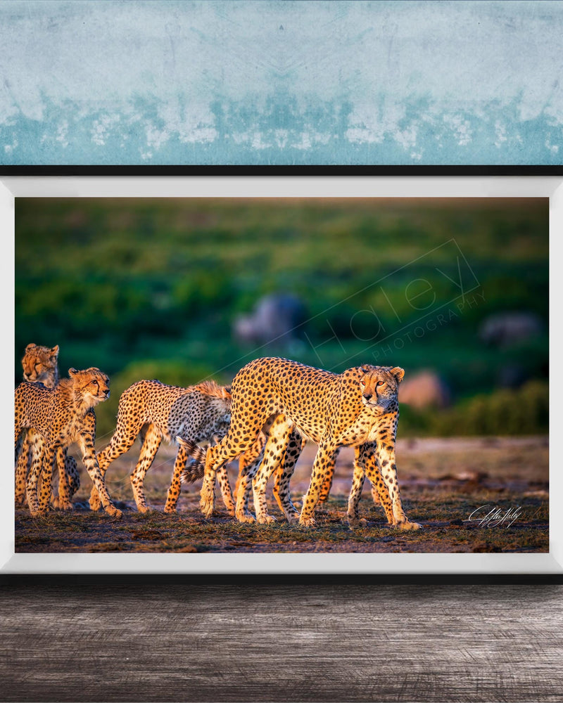 A group of cheetahs walking together in a grassy field, with a blue wall in the background.