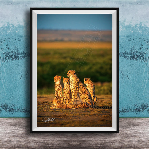 A group of five cheetahs resting together in a grassy field against a blue background.
