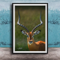 A close-up portrait of an impala, a large antelope species, with its distinctive curved horns prominently displayed.