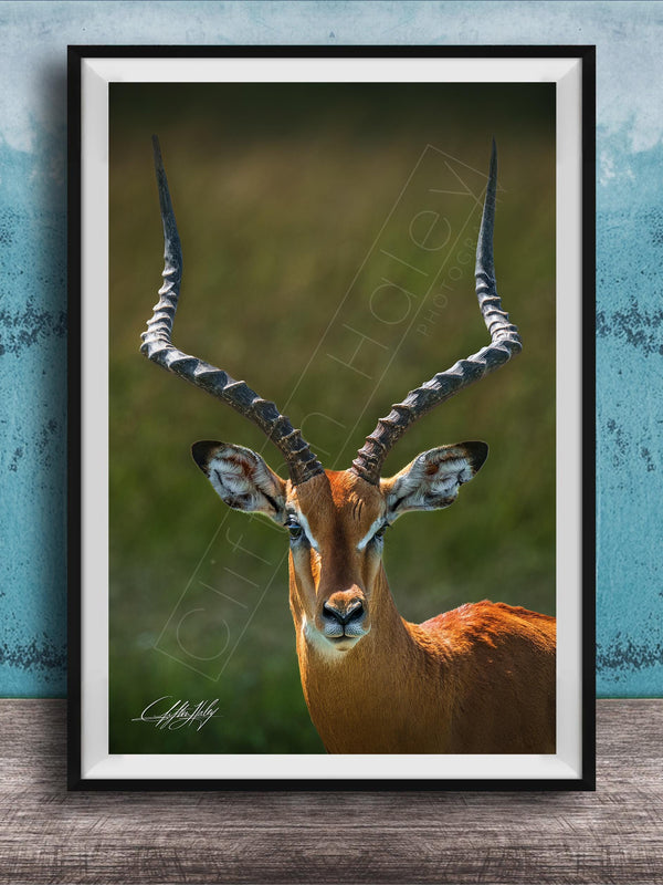 A close-up portrait of an impala, a large antelope species, with its distinctive curved horns prominently displayed.