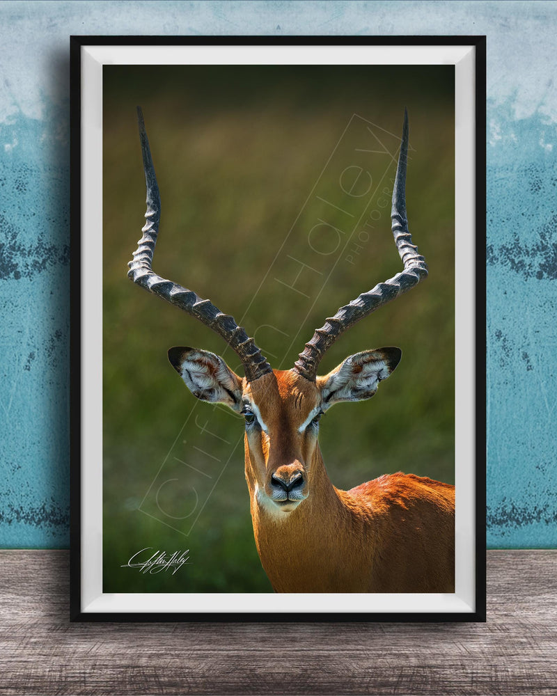 A close-up portrait of an impala, a large antelope species, with its distinctive curved horns prominently displayed.