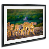 A group of cheetahs walking together in a grassy field, with a blurred background suggesting movement and speed.