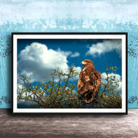 A brown eagle perched on a branch, gazing out at the sky with fluffy white clouds.