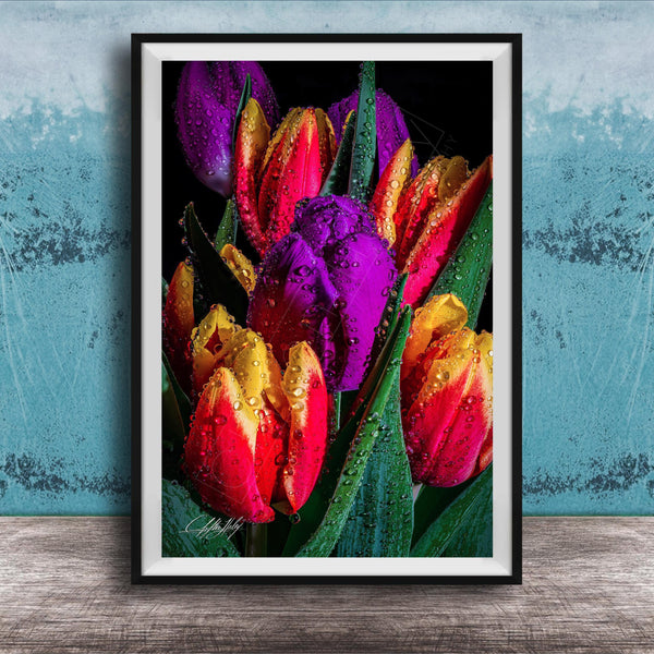 A framed photograph of a vibrant bouquet of tulips with dew drops on their petals, set against a dark background.