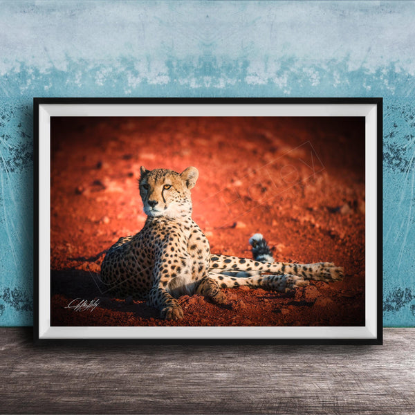 A cheetah resting on the ground, with a reddish-brown background.