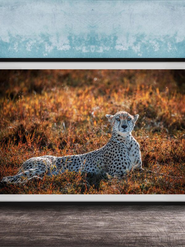 A cheetah resting in a field of tall grass, with a blue wall in the background.
