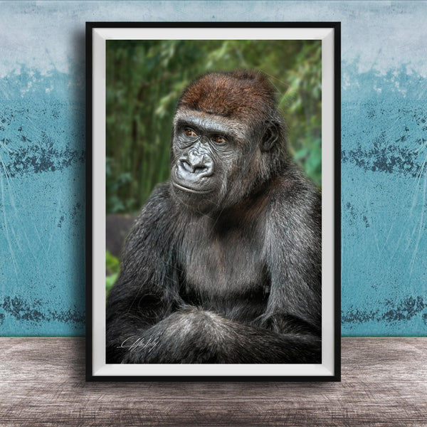 gorilla photography, silverback wall art, uganda jungle print, wildlife fine art, african nature decor, primate photo art, rainforest wall decor, safari home artwork, jungle wildlife print, gorilla portrait art, bwindi forest photo, african wilderness decor, nature lover gift, travel wall art, exotic wildlife image