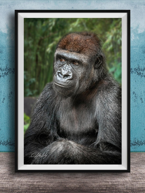 gorilla photography, silverback wall art, uganda jungle print, wildlife fine art, african nature decor, primate photo art, rainforest wall decor, safari home artwork, jungle wildlife print, gorilla portrait art, bwindi forest photo, african wilderness decor, nature lover gift, travel wall art, exotic wildlife image