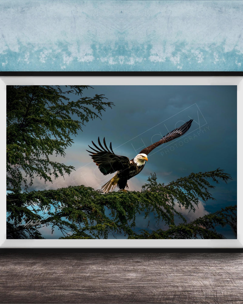 A framed photograph of a bald eagle in flight, with its wings spread wide, against a backdrop of trees and a cloudy sky.
