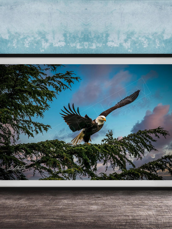 A framed photograph of a bald eagle in flight, with its wings spread wide, against a backdrop of a blue sky with clouds.