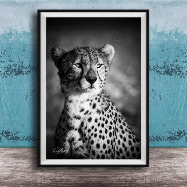 A black and white photograph of a young cheetah, with its distinctive spotted coat, sitting in a contemplative pose against a textured blue background.