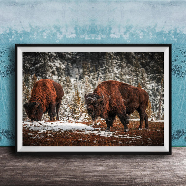 Two brown bison grazing in a snowy field with trees in the background.
