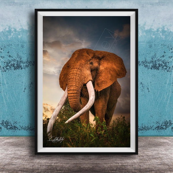 A large elephant with long white tusks stands in a grassy field against a cloudy sky backdrop.